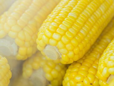trawienie kukurydzy
